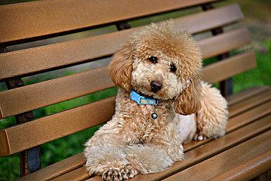 《小恶魔附体》发布6分钟宣传视频 制作组仍未放弃该游戏